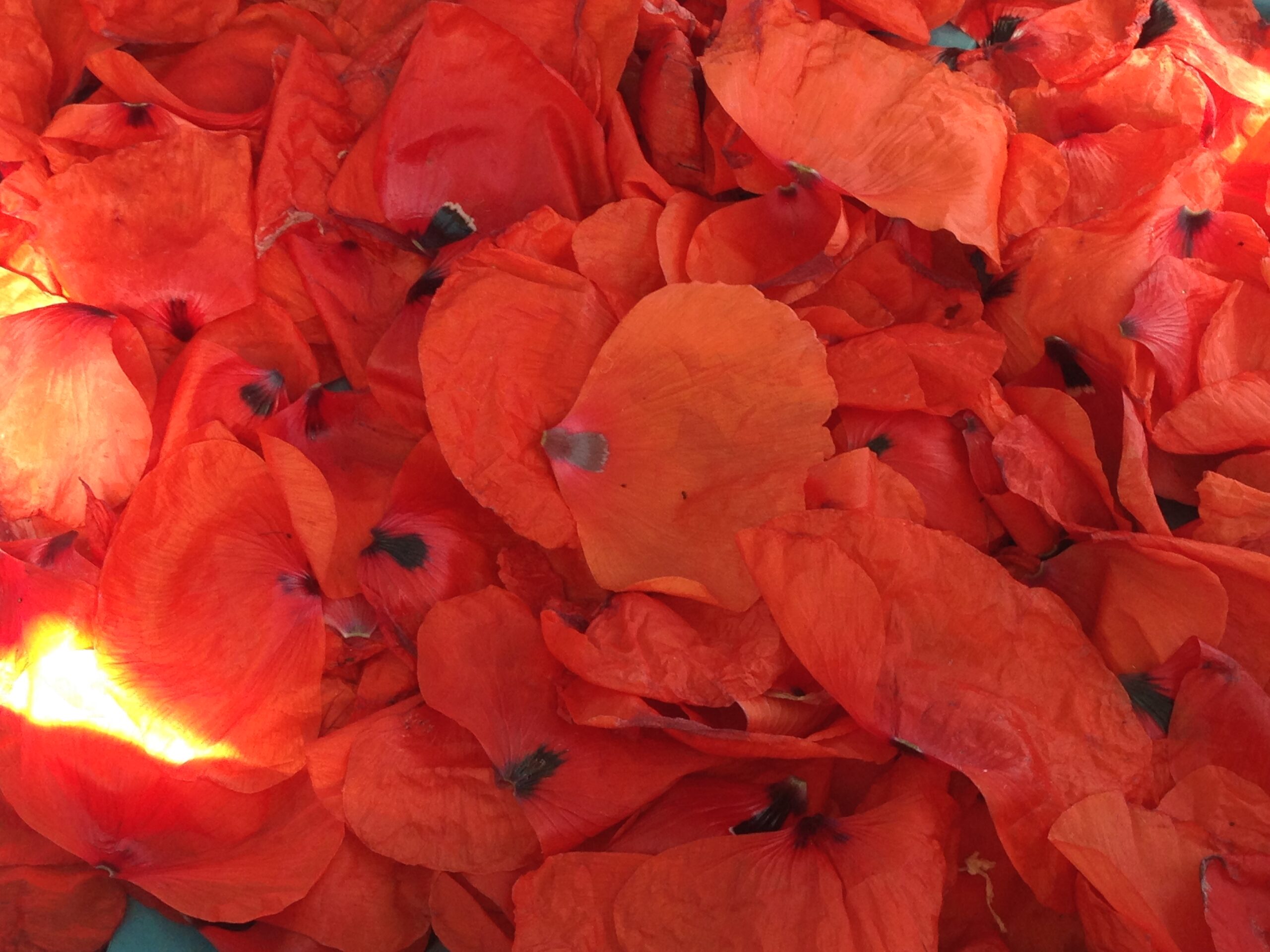 fleurs de coquelicot