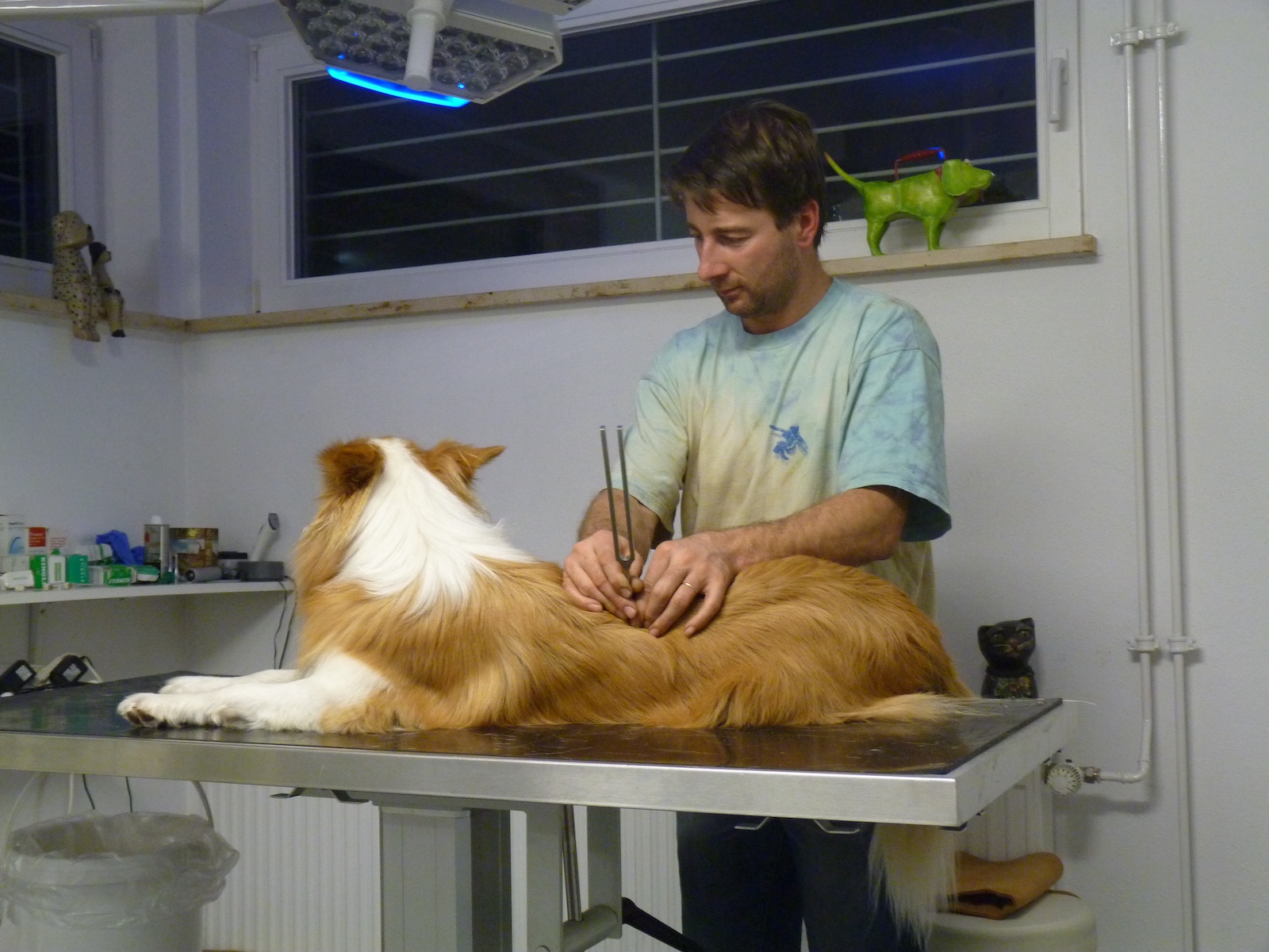 nao-veto-christian-gaudron-osteopathie-acupuncture-naturopathie-electromagnetisme-animaux-veterinaire-130