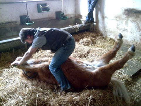 ostéopathie poulain