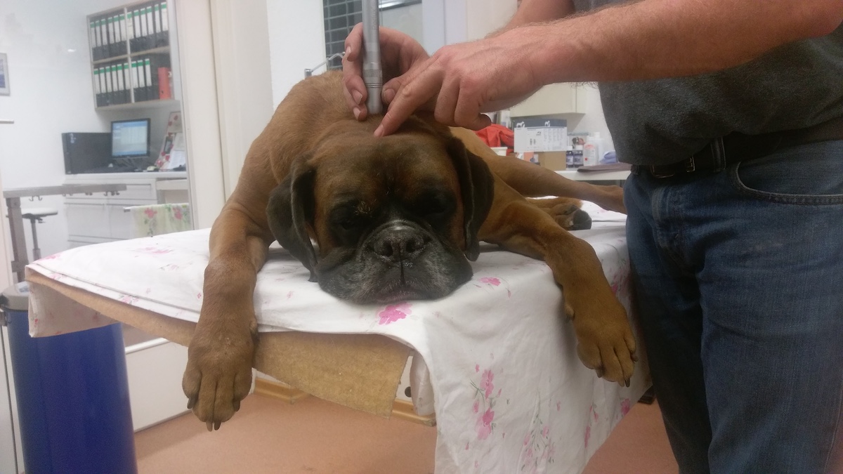 nao-veto-christian-gaudron-osteopathie-acupuncture-naturopathie-electromagnetisme-animaux-veterinaire-138