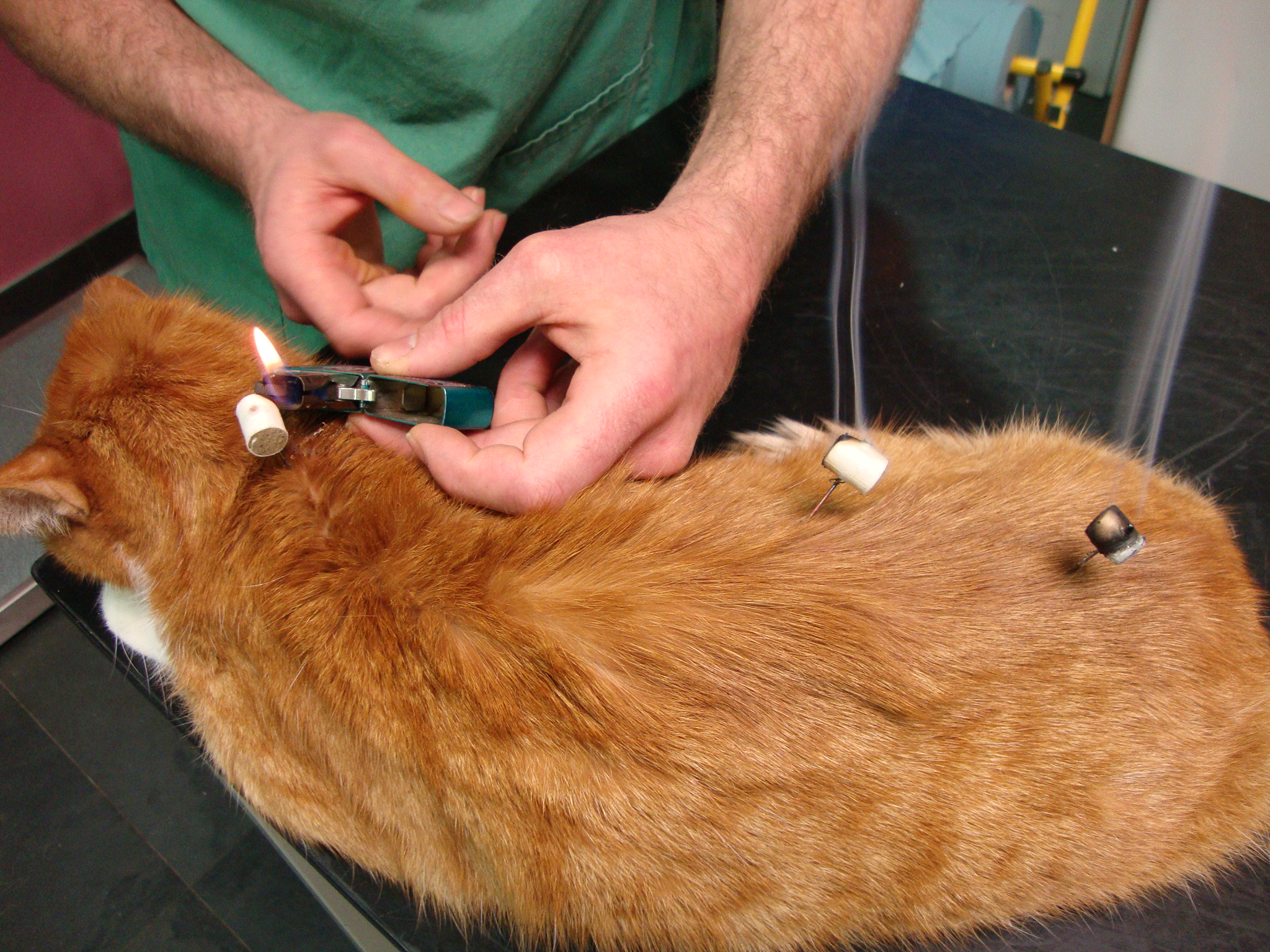 acupuncture et moxa chat