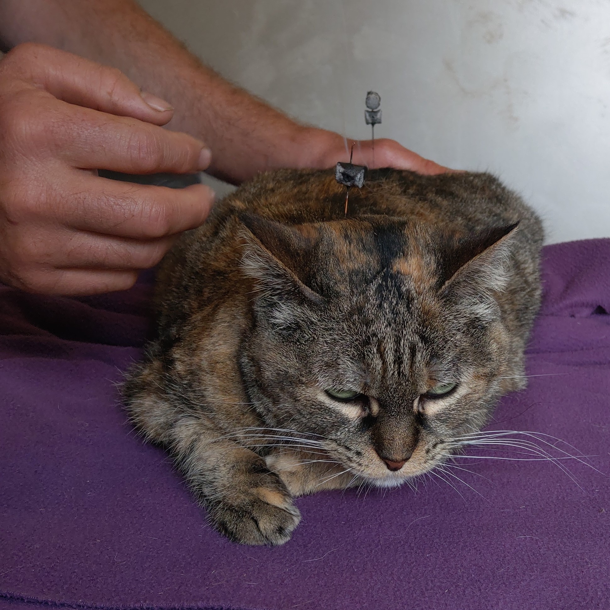 acupuncture moxa chat
