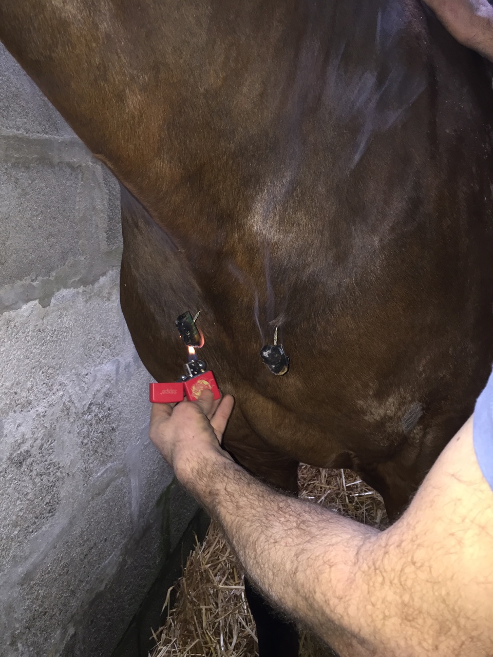 acupuncture moxa cheval