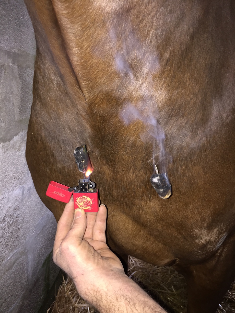 nao-veto-christian-gaudron-osteopathie-acupuncture-naturopathie-electromagnetisme-animaux-veterinaire-52