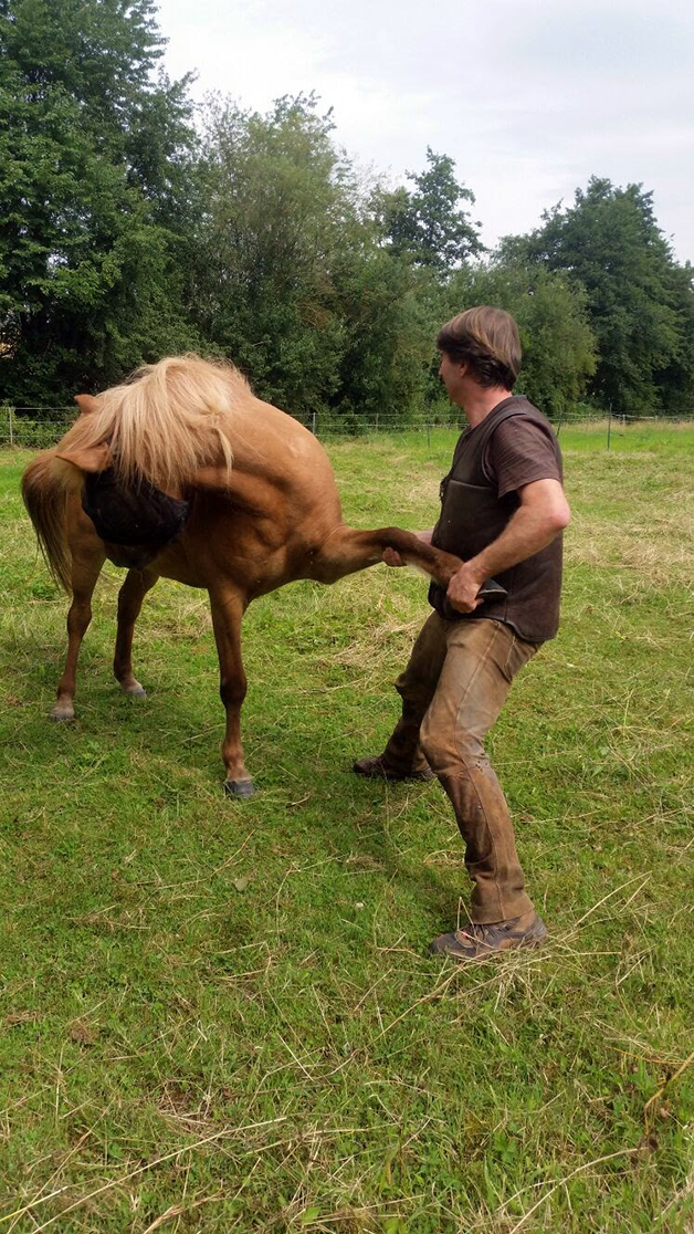 ostéopathie équine