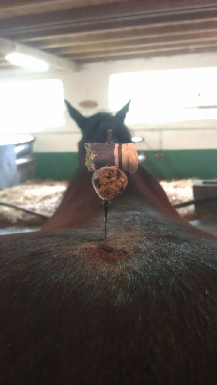 nao-veto-christian-gaudron-osteopathie-acupuncture-naturopathie-electromagnetisme-animaux-veterinaire-63