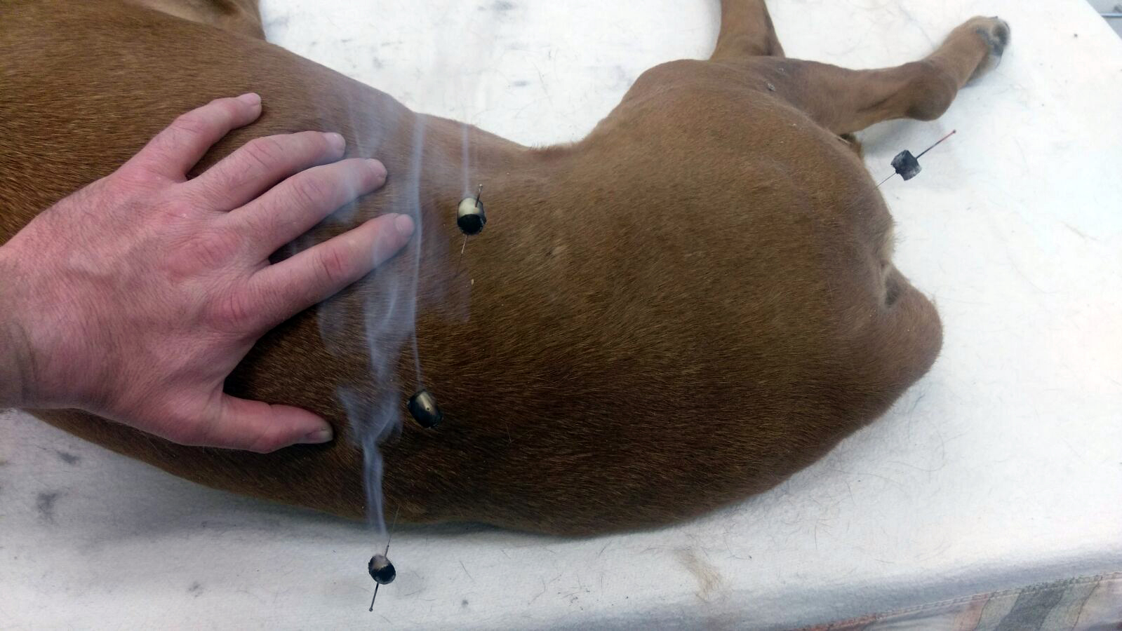 nao-veto-christian-gaudron-osteopathie-acupuncture-naturopathie-electromagnetisme-animaux-veterinaire-73