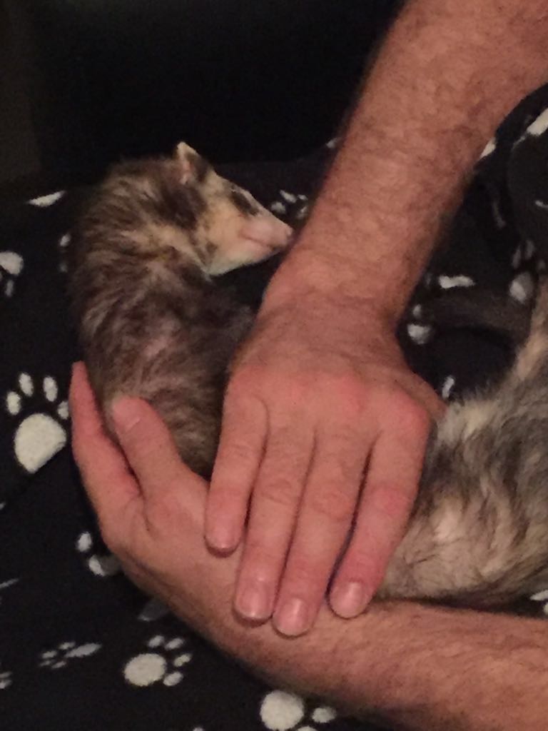 ostéopathie furet NAC