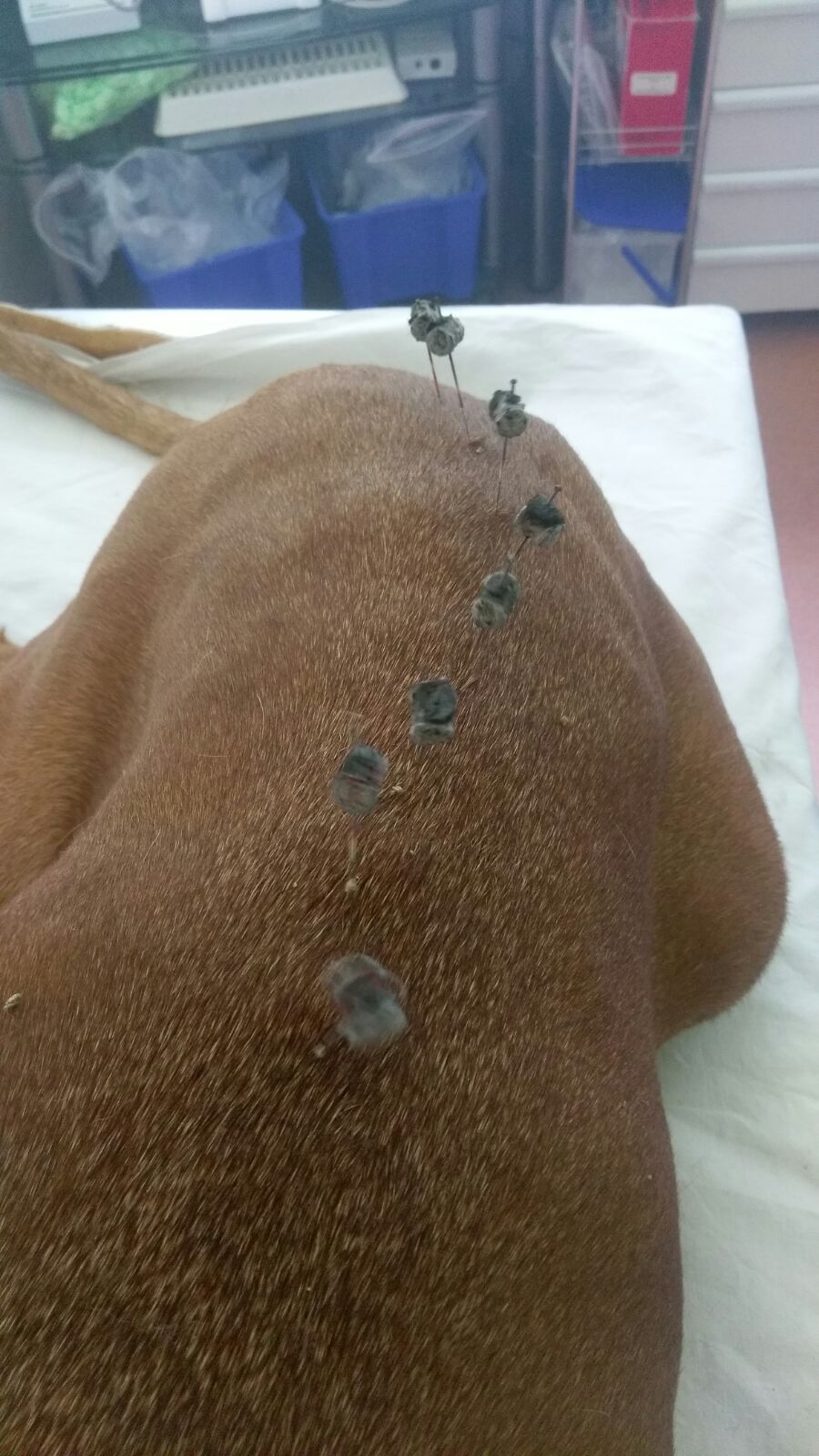 acupuncture moxa chien