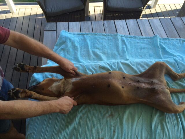 musculo-squelettique chien