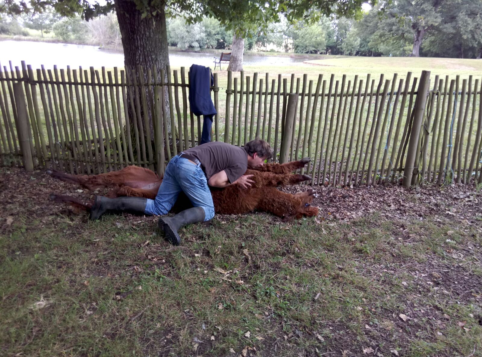 ostéopathie lama alpaga