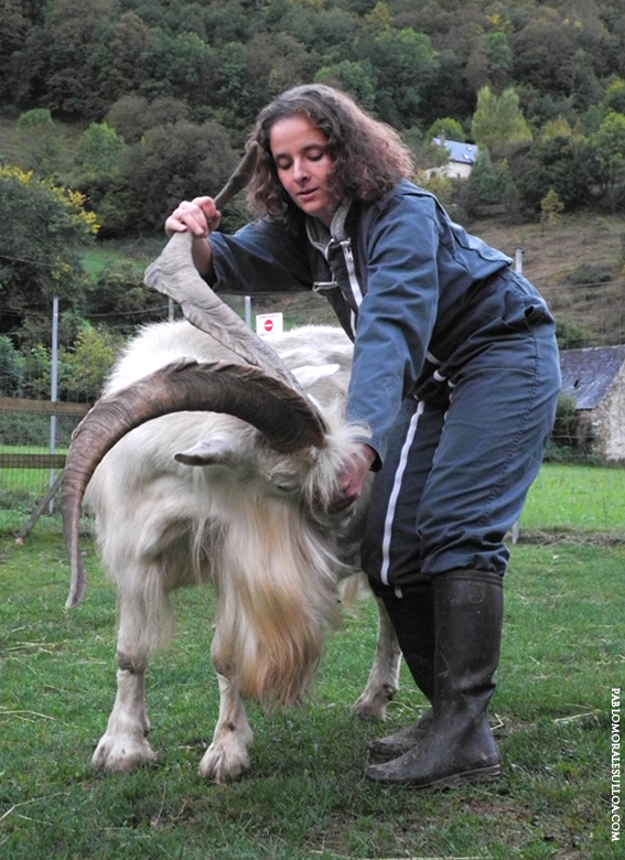 ostéopathie chèvre bouc