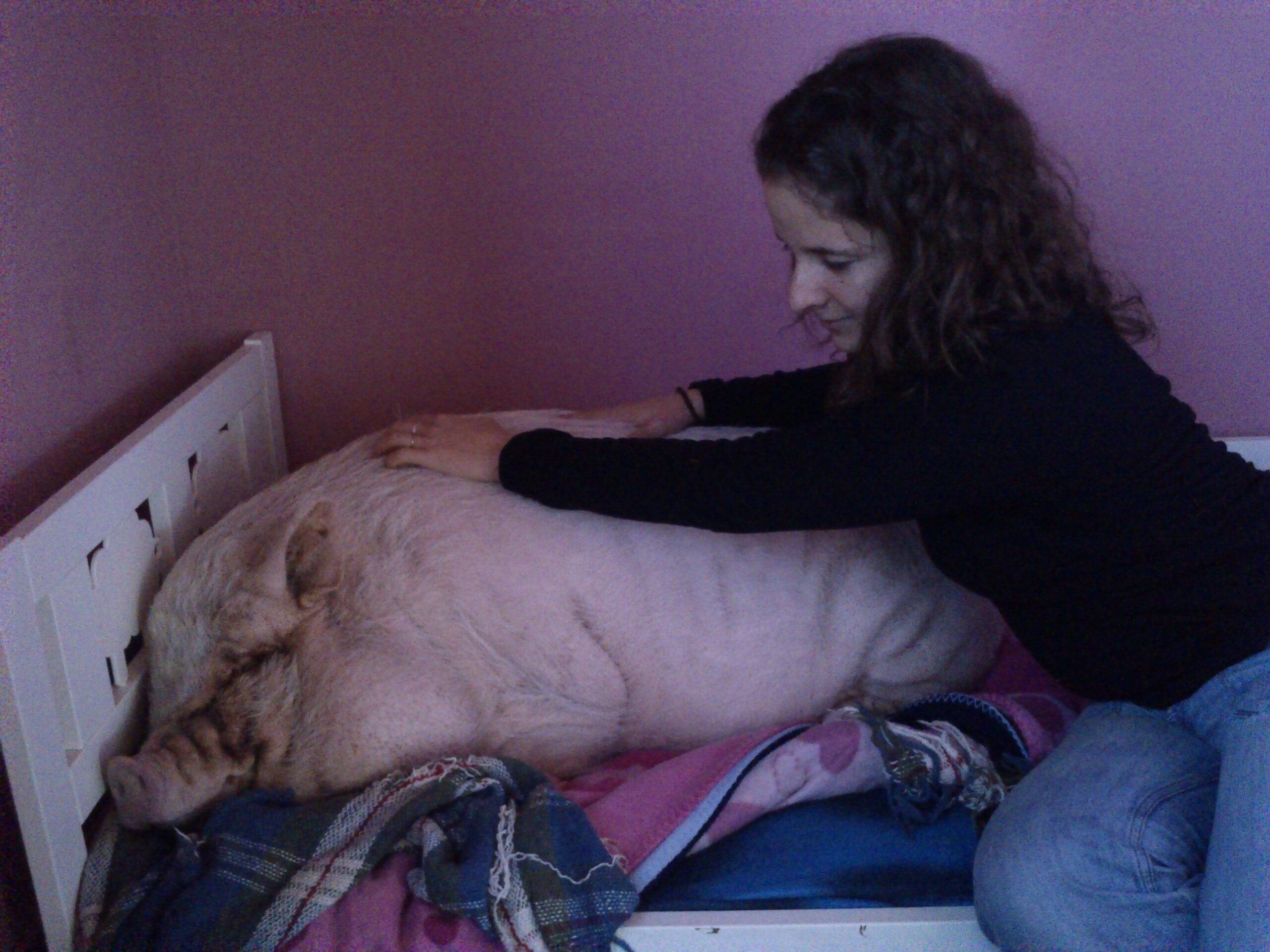 ostéopathie porc cochon