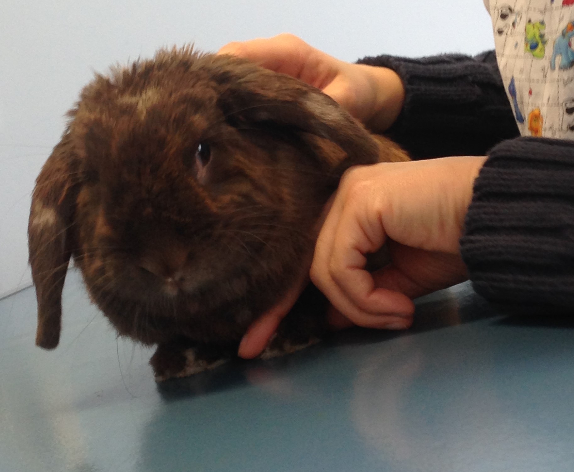 ostéopathie lapin NAC