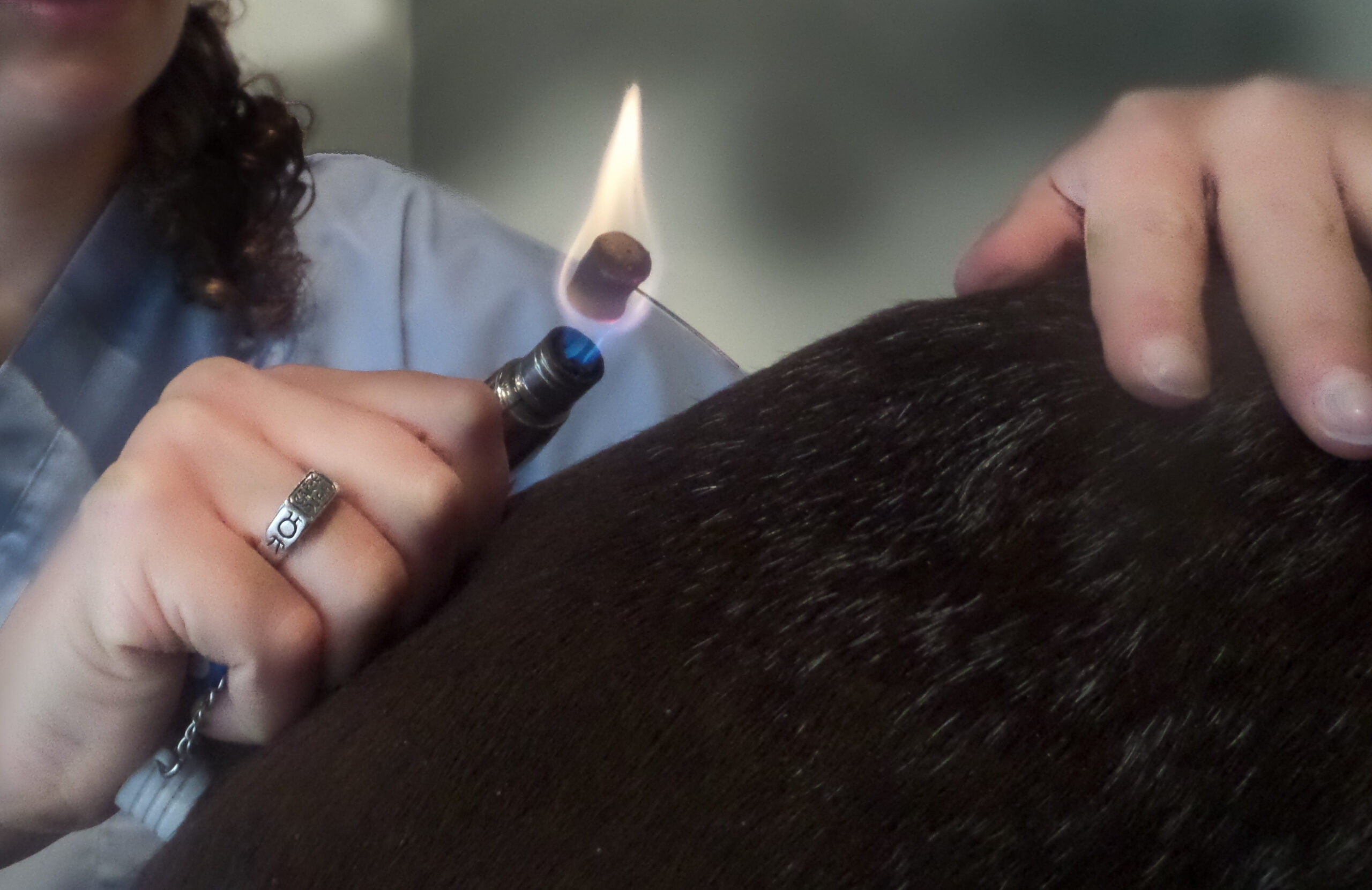 nao-veto-elodie-stolear-osteopathie-acupuncture-naturopathie-electromagnetisme-animaux-veterinaire-86