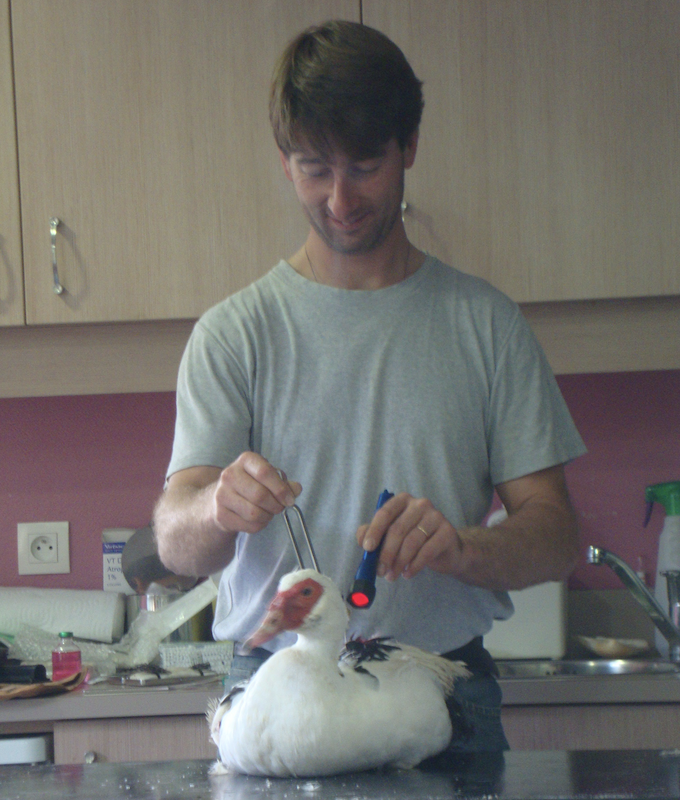 nao-veto-veterinaire-canard